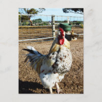 **"Majesté tachetée : le coq tacheté de la ferme"*