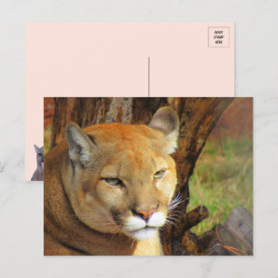Carte postale Majestic Cougar