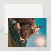 Carte postale Majestic Cow (Devant / Derrière)