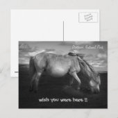 Carte postale Majestic Dartmoor Pony Portrait (Devant / Derrière)