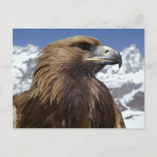 Carte postale Majestic Eagle