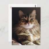 Carte Postale Majestic et belle chatte (Devant / Derrière)