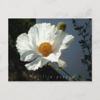 Carte postale Majestic Matilija Poppy