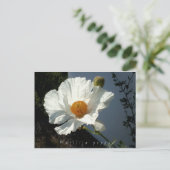 Carte postale Majestic Matilija Poppy (Debout devant)