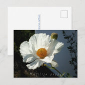 Carte postale Majestic Matilija Poppy (Devant / Derrière)