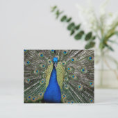 Carte Postale Majestic Peacock (Debout devant)