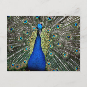 Carte Postale Majestic Peacock