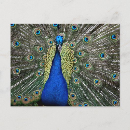 Carte Postale Majestic Peacock (Devant)
