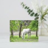 Carte Postale Majestic White Horse (Debout devant)
