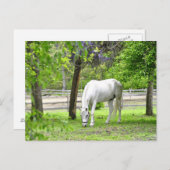 Carte Postale Majestic White Horse (Devant / Derrière)