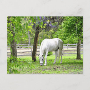 Carte Postale Majestic White Horse