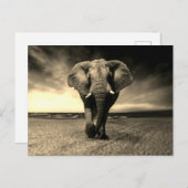 Carte Postale Majestic Wild Bull Elephant à Sepia (Devant / Derrière)