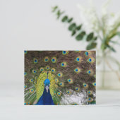 Carte Postale Majestic Wild Peacock sur Cozumel (Debout devant)