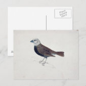 Carte Postale Malacca Crossbeak (Devant / Derrière)