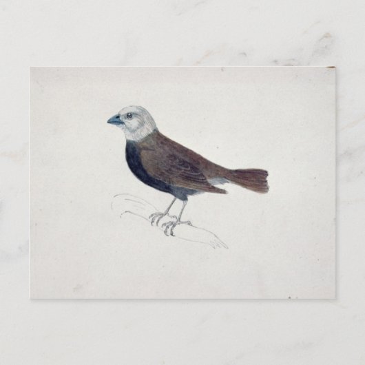 Carte Postale Malacca Crossbeak (Devant)