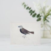 Carte Postale Malacca Crossbeak (Debout devant)