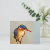 Carte Postale Malachite Kingfisher (Debout devant)