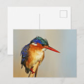 Carte Postale Malachite Kingfisher (Devant / Derrière)