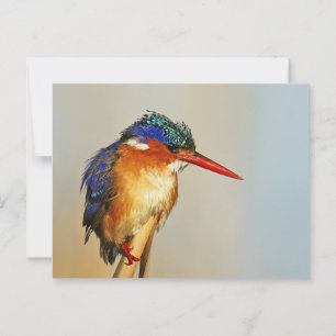 Carte Postale Malachite Kingfisher