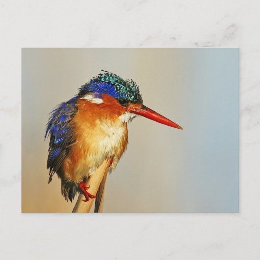 Carte Postale Malachite Kingfisher (Devant)