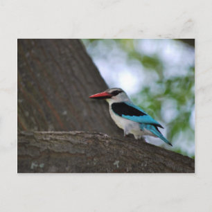 Carte Postale Malachite Kingfisher Afrique du Sud