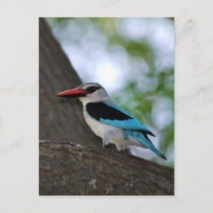 Carte Postale Malachite Kingfisher Afrique du Sud