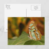 Carte Postale Malachite sur une feuille (Devant / Derrière)