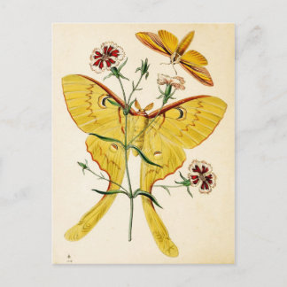 Carte Postale Malaisie Moon Moth & Chine Rose