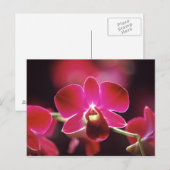 Carte Postale Malaisie, Orchidée (Devant / Derrière)