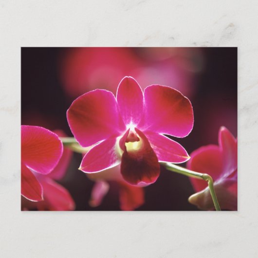Carte Postale Malaisie, Orchidée (Devant)