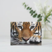Carte postale malaisienne Tiger #3 (Debout devant)