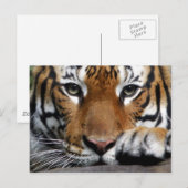 Carte postale malaisienne Tiger #3 (Devant / Derrière)