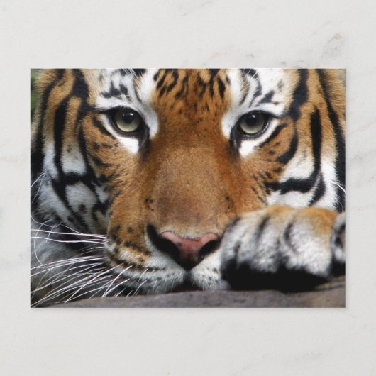 Carte postale malaisienne Tiger #3 (Devant)