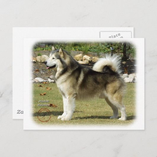 Carte Postale Malamute Alaska 9R034D-463 (Devant / Derrière)