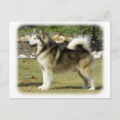 Carte Postale Malamute Alaska 9R034D-463 (Devant)