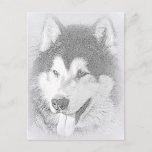 Carte Postale Malamute d'Alaska