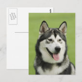 Carte Postale Malamute d'Alaska (Devant / Derrière)