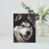 Carte Postale Malamute d'Alaska (Debout devant)