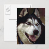 Carte Postale Malamute d'Alaska (Devant / Derrière)