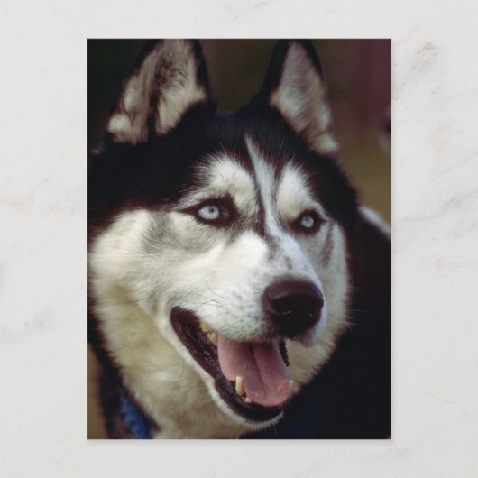 Carte Postale Malamute d'Alaska (Devant)