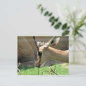 Carte Postale Malawi Gazelle (Debout devant)