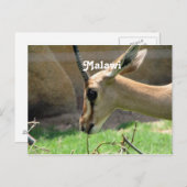 Carte Postale Malawi Gazelle (Devant / Derrière)