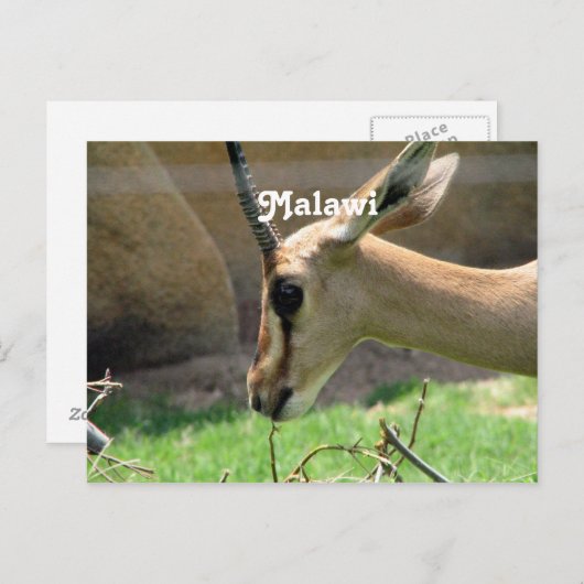 Carte Postale Malawi Gazelle (Devant / Derrière)