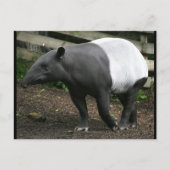 Carte postale Malayan Tapir (Devant)
