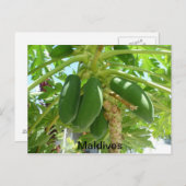 CARTE POSTALE MALDIVES (Devant / Derrière)