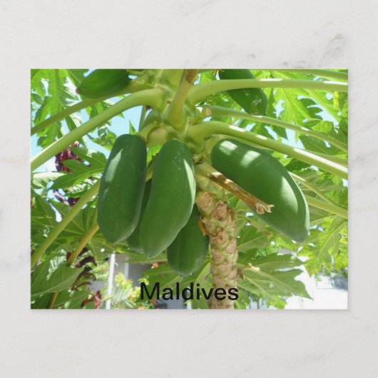 CARTE POSTALE MALDIVES (Devant)