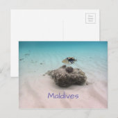 Carte Postale Maldives Bleu Océan Blanc Sable Corail Triggfish (Devant / Derrière)