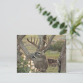 Carte Postale Mâle (Debout devant)