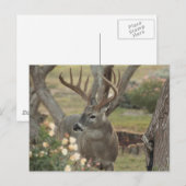 Carte Postale Mâle (Devant / Derrière)