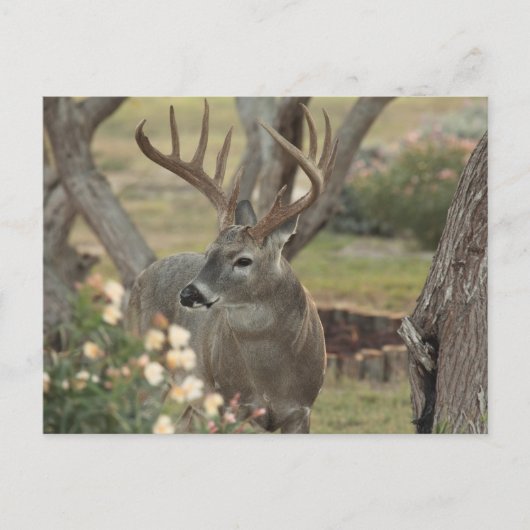 Carte Postale Mâle (Devant)